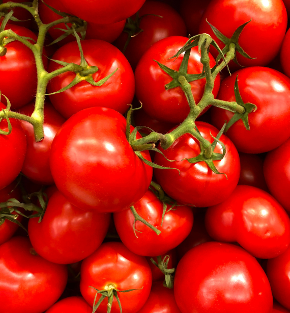 Tomato
