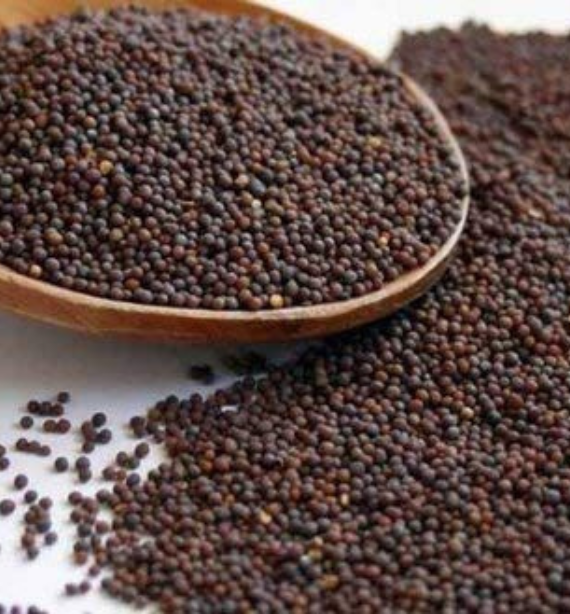 Mustard Seed Small Sortex